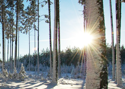 Sveaskog är Sveriges största skogsägare med närmare 14 procent av landets produktiva skogsmark