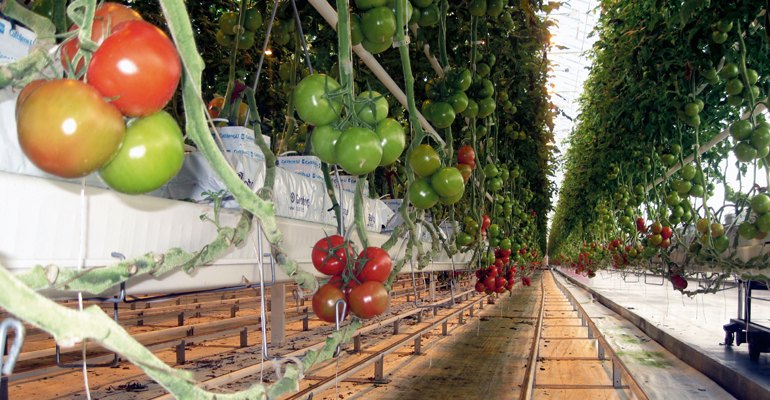 12 hektar tomatodling får energi för värme- och fuktreglering från två flispannor på 8 och 6 MW.