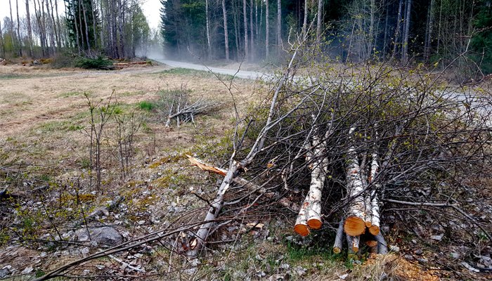 Sly avverkat vid en väg i Södermanland. Foto: Kjell Andersson