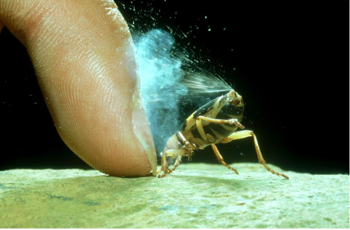 Tekniken är inspirerad av en ovanlig insekt, Bombardierskalbaggen, som skrämmer bort fienden med hjälp  att spruta ut en het, giftig vätska från baken.