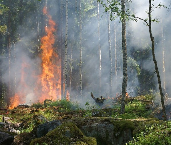Den största risken för brand i samband med skogsarbete är vid markberedning