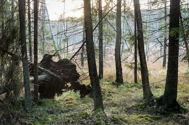Tillgången till biomassa är essentiell för omställningen till ett fossilfritt Sverige