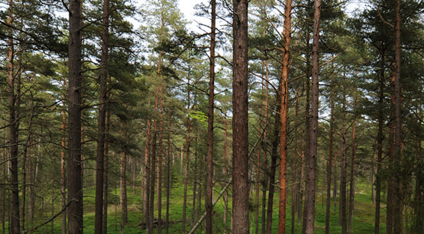 Forest Stewardship Council (FSC®) är en oberoende, internationell medlemsorganisation som verkar för ett miljöanpassat, socialt ansvarstagande och ekonomiskt livskraftigt bruk av världens skogar, genom sitt certifieringssystem FSC
