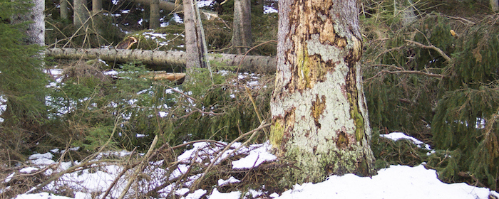 Skogforsk och Sveriges Lantbruksuniversitet (SLU) påbörjar i vinter en undersökning som bland annat går ut på att titta på andelen granbarkborrar som övervintrar i barken och hur stor andel bark som lossnar vid avverkning