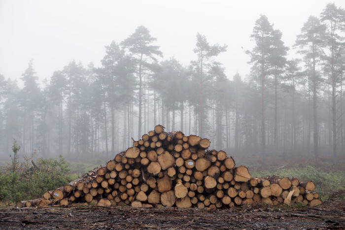Södra grundades 1938 och är Sveriges största skogsägarförening med 53 000 skogsägare som medlemmar