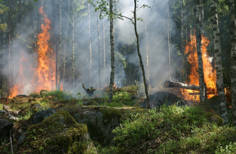 ”Brandsäkerhet – Skog & Entreprenad” – Ny utbildning anpassad för skogliga förhållanden