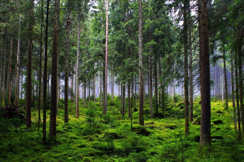 550 forskare uppmanar EU till hållbart skogsbruk för material och bioenergi