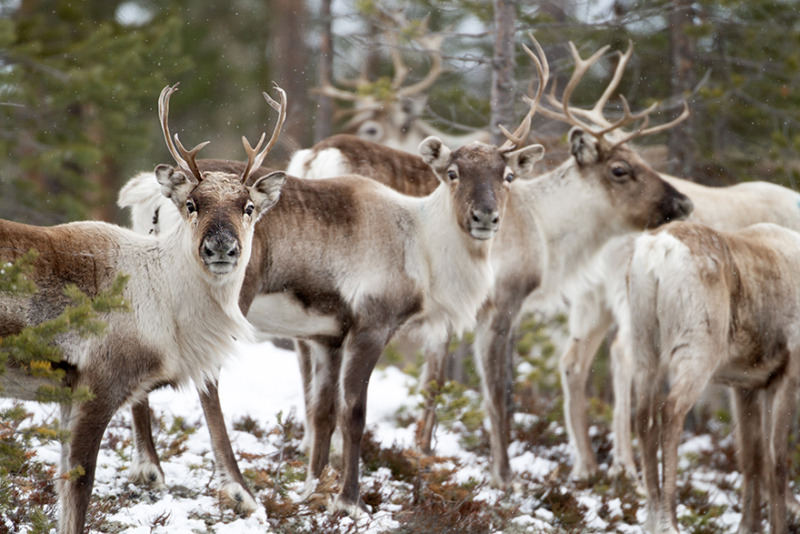 Sveaskog minskar avverkning i Norrbotten – samexistens med renskötseln viktig