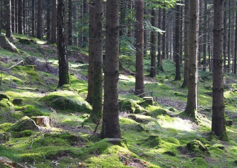 Ny klimatstatistik för skog – tillväxten behöver öka