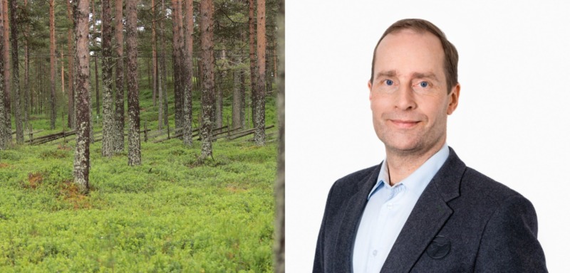 Stora Enso rekryterar ny chef för skogsdivisionen
