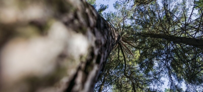 Förslagen från Miljömålsberedningen har stor påverkan på bioenergin