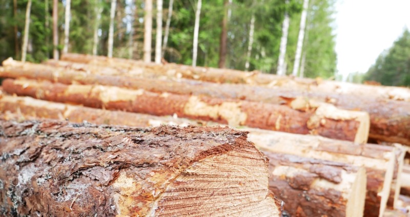Kraftigt ökad import av virke till skogsindustrin