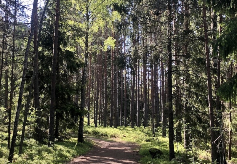 Skogsgödslingen ökade under 2024