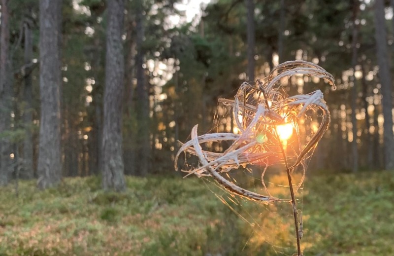 EU-kommissionens bioekonomistrategi – ett steg i rätt riktning för bioenergin