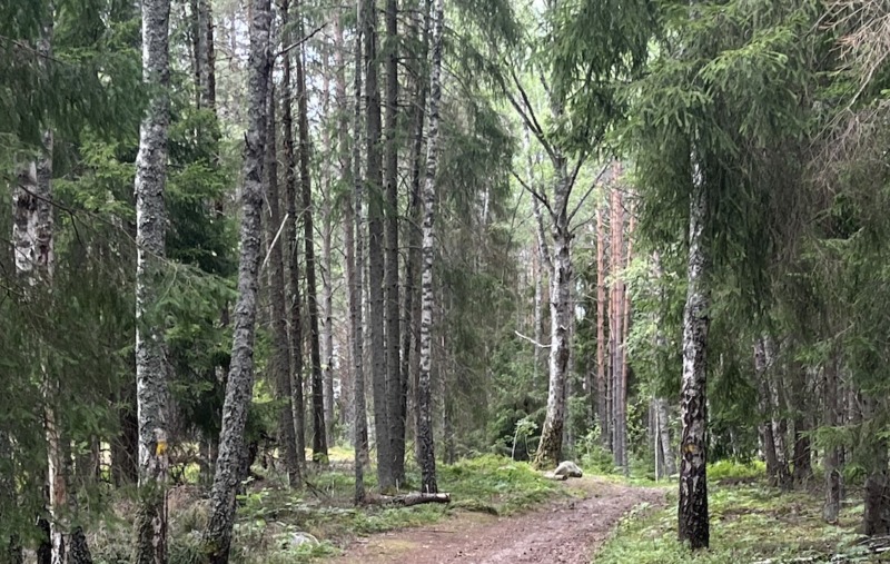 Stora Enso planerar att skapa Europas största noterade renodlade skogsbolag