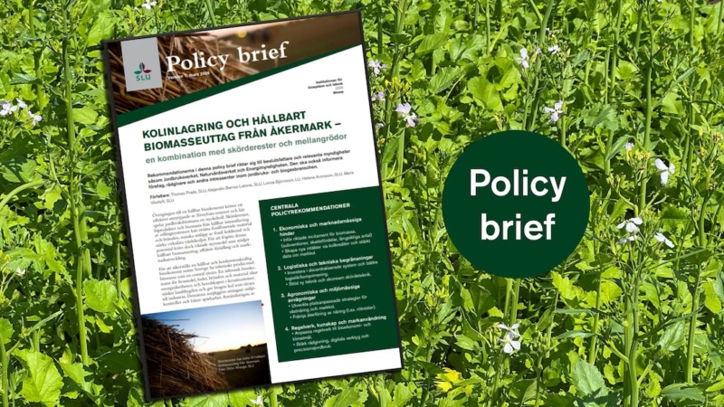 Outnyttjade rester från jordbruket kan bli en ökad resurs