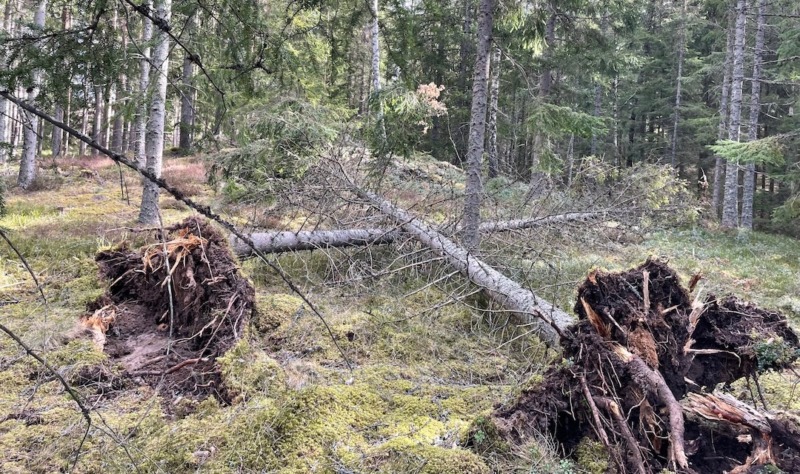 Stormen Dave fällde drygt 2 miljoner kubikmeter skog