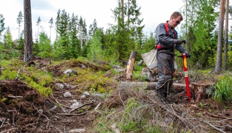 Granen tappar mark när plantor sätts i jorden