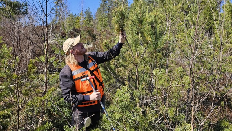 Mer virke i svenska skogen enligt ny officiell statistik