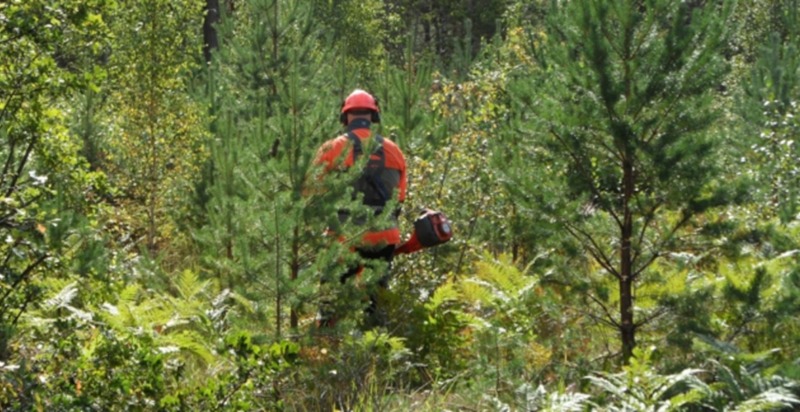 Det lönar sig att sköta skogen
